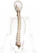 脊椎问题的15种信号，快给自己和孩子对照一下！