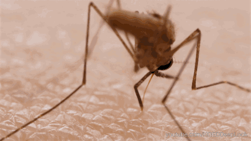 为啥蚊子总咬你？这个灭蚊方法，让它不敢动你半根毫毛！