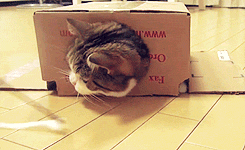 640 (1).gif