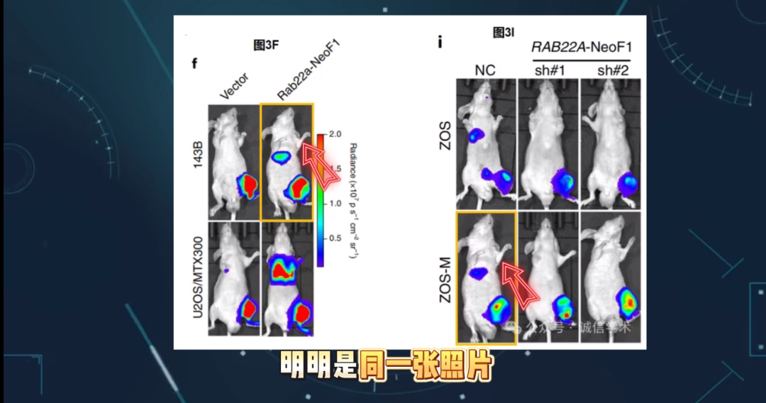 2026年5月4日,耿同学举报中山大学肿瘤防治中心实验研究部副主任康铁邦发表在《Nature》子刊上的论文存在数据和图像造假的嫌疑。(图片来源|@耿同学讲故事视频截图)