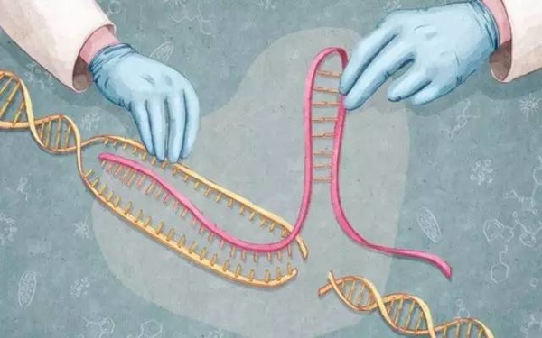 <b>你能想象：某一天基因也能缝缝补补吗?</b>